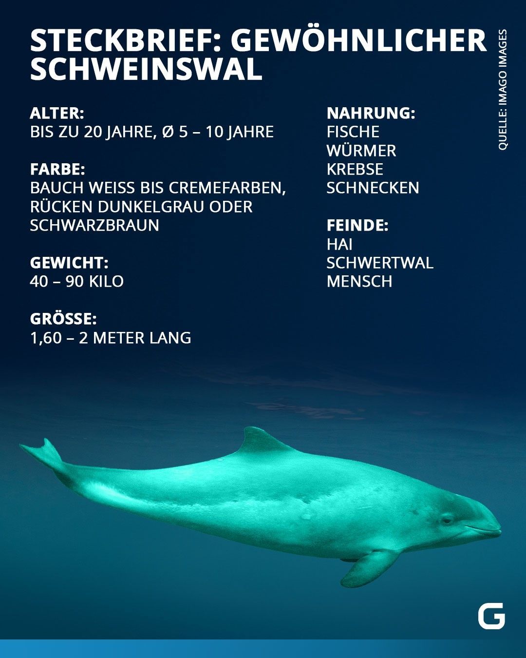 Schweinswal Steckbrief: Alter, Farbe, Gewicht, Größe, Nahrung und Feinde. 