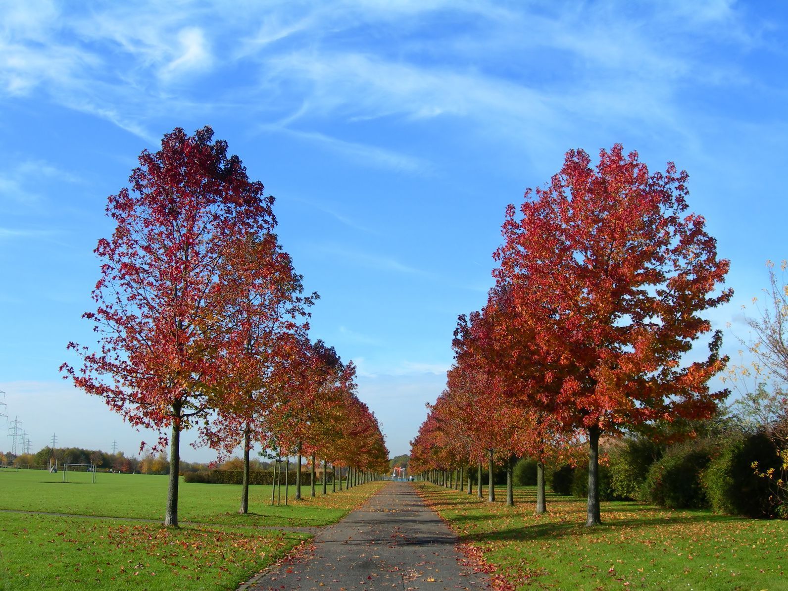 Amberbaum Laubbaum mit kugelförmiger Blüte SAT.1 Ratgeber