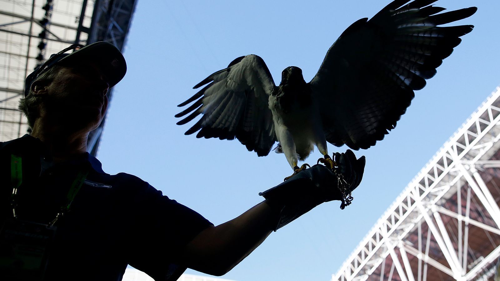 
                <strong>Taima ist kein Seahawk</strong><br>
                Die Seattle Seahawks schmücken sich mit einem "Tier", dass überhaupt nicht existiert. Daran stoßen sich echte Seahawks-Verächter natürlich! Von Biologen werden unter dem Namen Sea Hawks mehrere Tierarten zusammengefasst, unter anderem Fischadler. Doch jetzt kommt der Schock für viele Seahawks-Fans: "Taima the Hawk", das inoffizielle Maskottchen, das vor jedem Spiel im Stadion seine Runden fliegt, ist gar kein Sea Hawk, sondern ein Augurbussard.
              