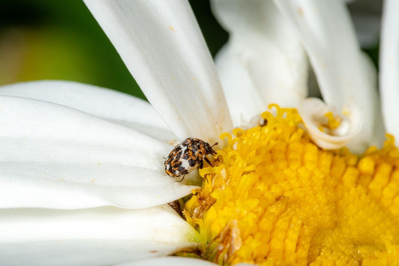 Erwachsene Teppichkäfer ernähren sich nicht mehr von Teppichen und Textilien, sondern von Blüten und Pollen.