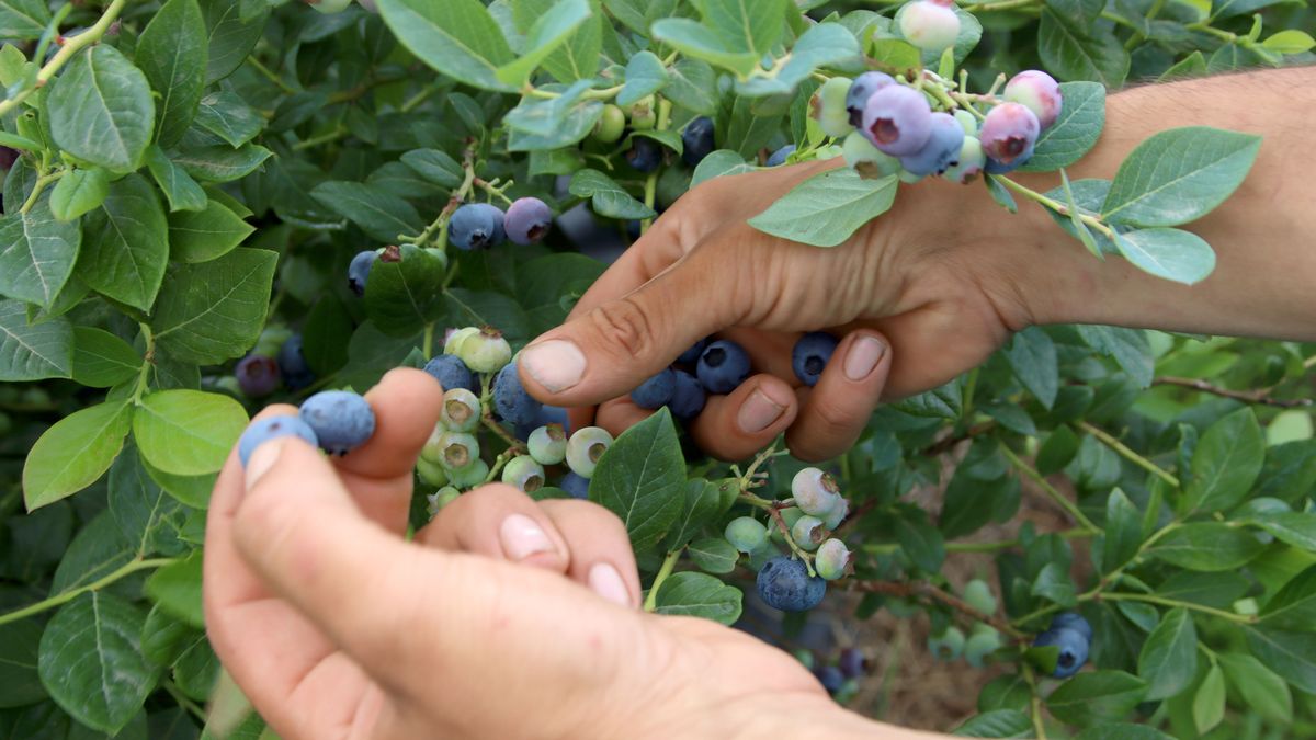 Symbolbild: Ein Erntehelfer plückt auf einer Plantage Kulturheidelbeeren.