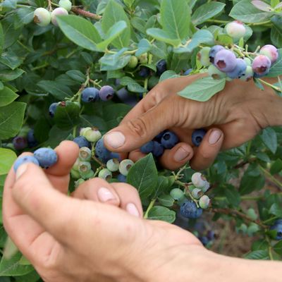 Symbolbild: Ein Erntehelfer plückt auf einer Plantage Kulturheidelbeeren.