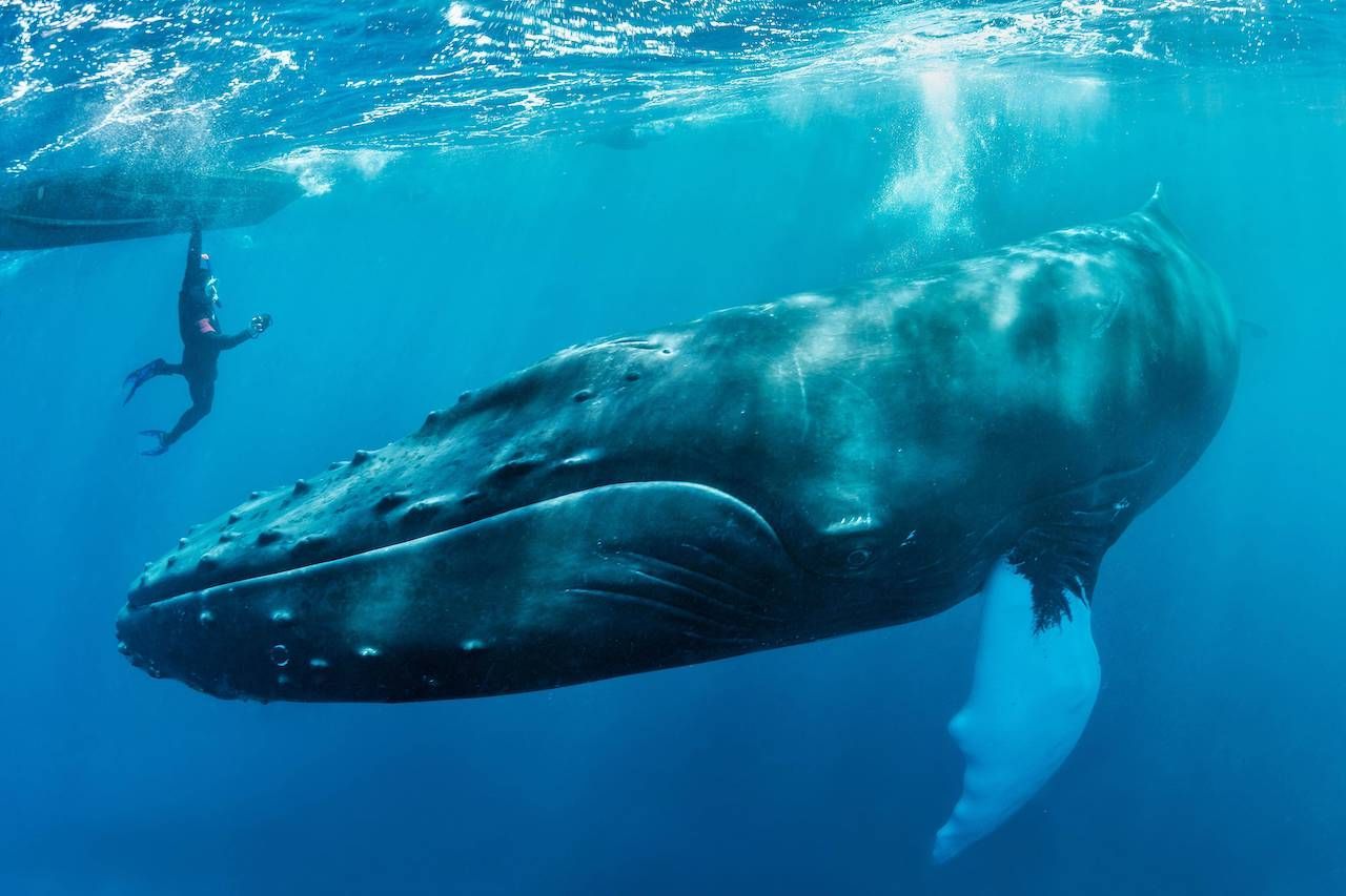 Buckelwale wurden sowohl vertikal als auch horizontal schlafend gesehen. Die Tiere ruhen bis zu 30 Minuten an der Wasseroberfläche, danach müssen sie sich bewegen, um nicht auszukühlen.