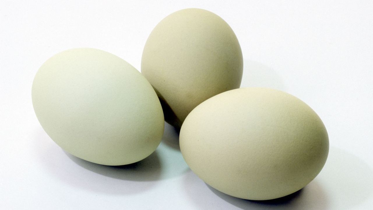 Grün-Ei: Nein, das sind keine Ostereier. Es gibt "Grünleger", die Hühnerrasse Araucana.