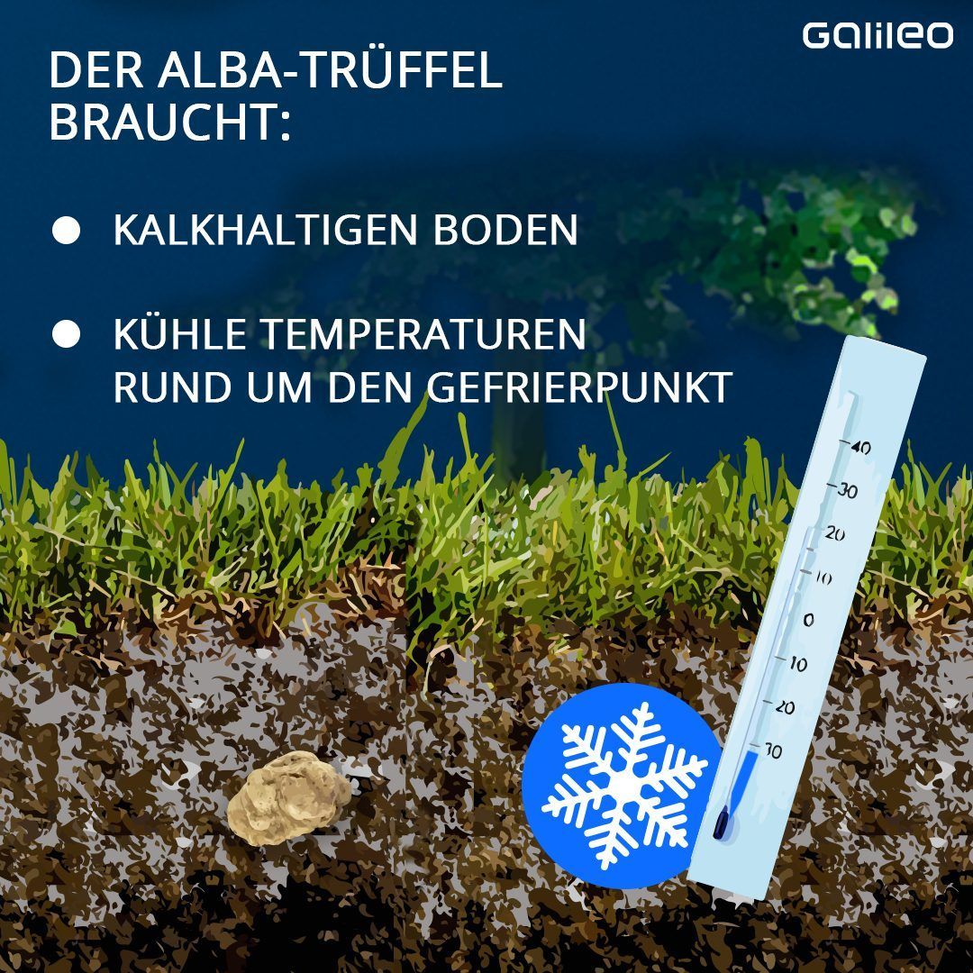 Welche Temperatur und welches Gestein braucht der weiße Alba-Trüffel