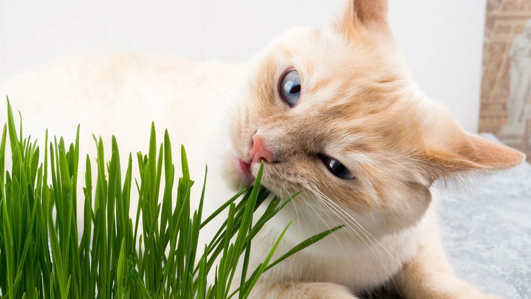 Katzengras sorgt dafür, dass deine Katze gesund bleibt.