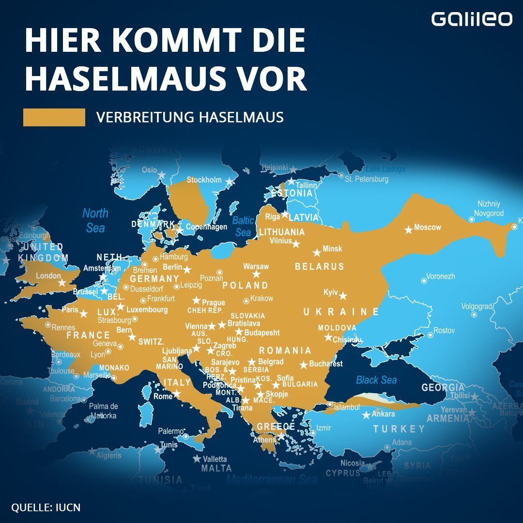 In diesen Ländern ist die Haselmaus verbreitet. 