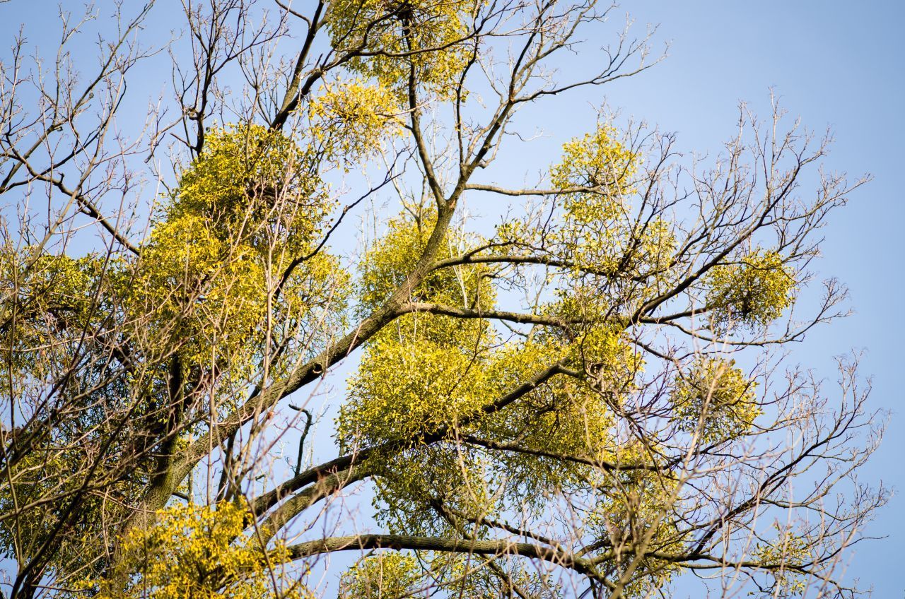 Misteln verbreiten sich durch Vögel von Baum zu Baum. Diese essen nämlich die weißen Beeren der Mistel und verbreiten die Samen über ihren Kot auf andere Bäume. Die Beeren sind aber auch sehr klebrig und werden zudem über das Gefieder oder den Schnabel transportiert.