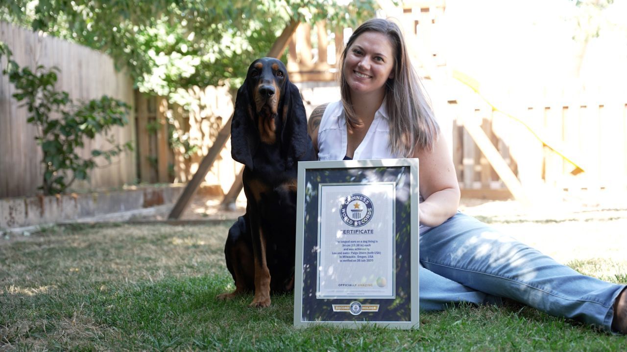 Der Hund mit den längsten Ohren: Stolz posieren Lou und Frauchen Paige Olsen aus Oregon in den USA mit der Guinness-World-Records-Urkunde. Ganze 34 Zentimeter misst jedes von Lous Ohren. Damit hat die Coon-Hündin die längsten Ohren aller lebenden Hunde weltweit.