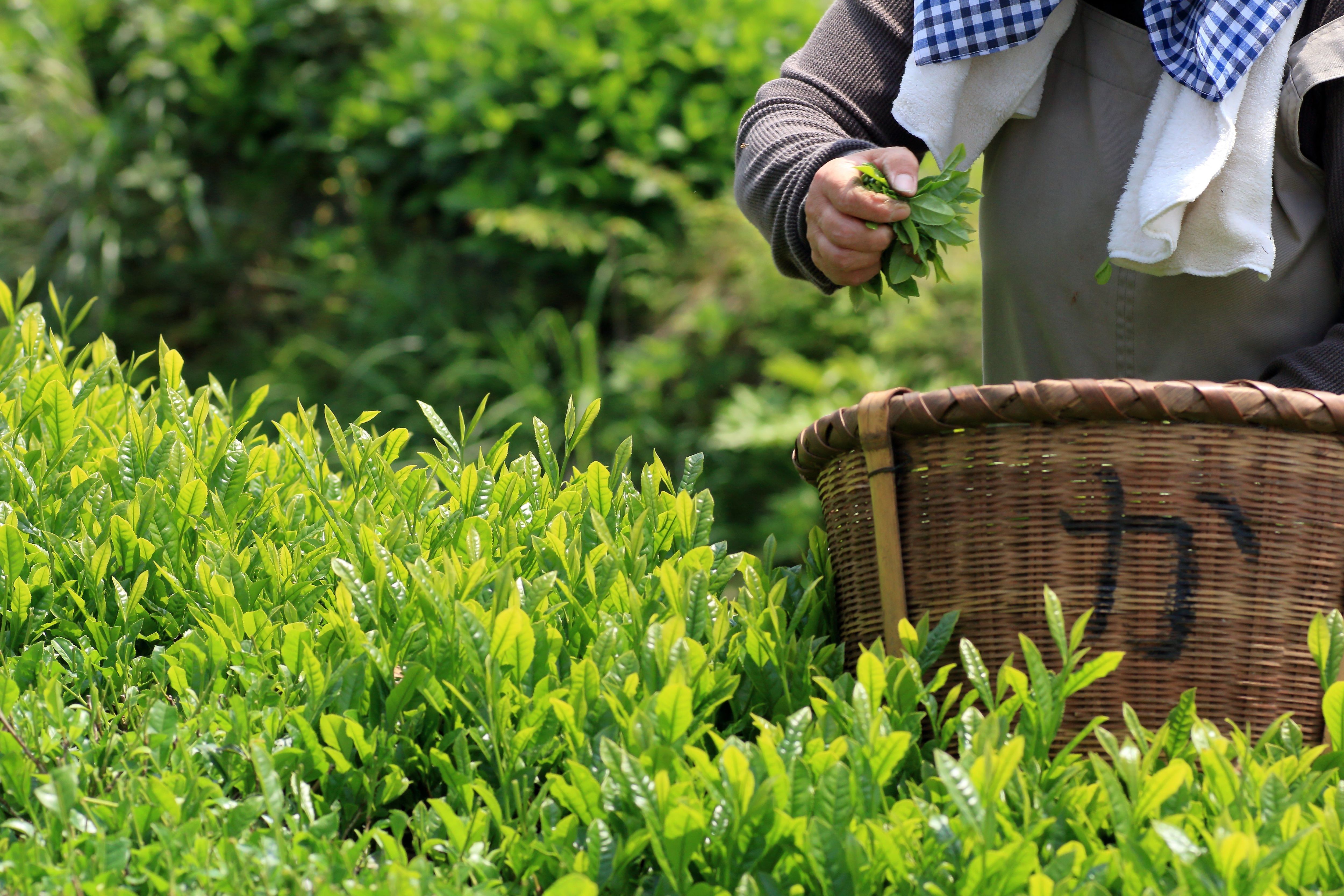 Japanischer Matcha wird per Hand geerntet