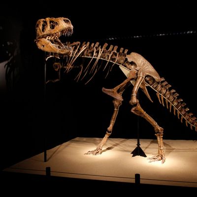 Dinosaurier - vor 66 Millionen Jahren sind sie plötzlich ausgestorben.