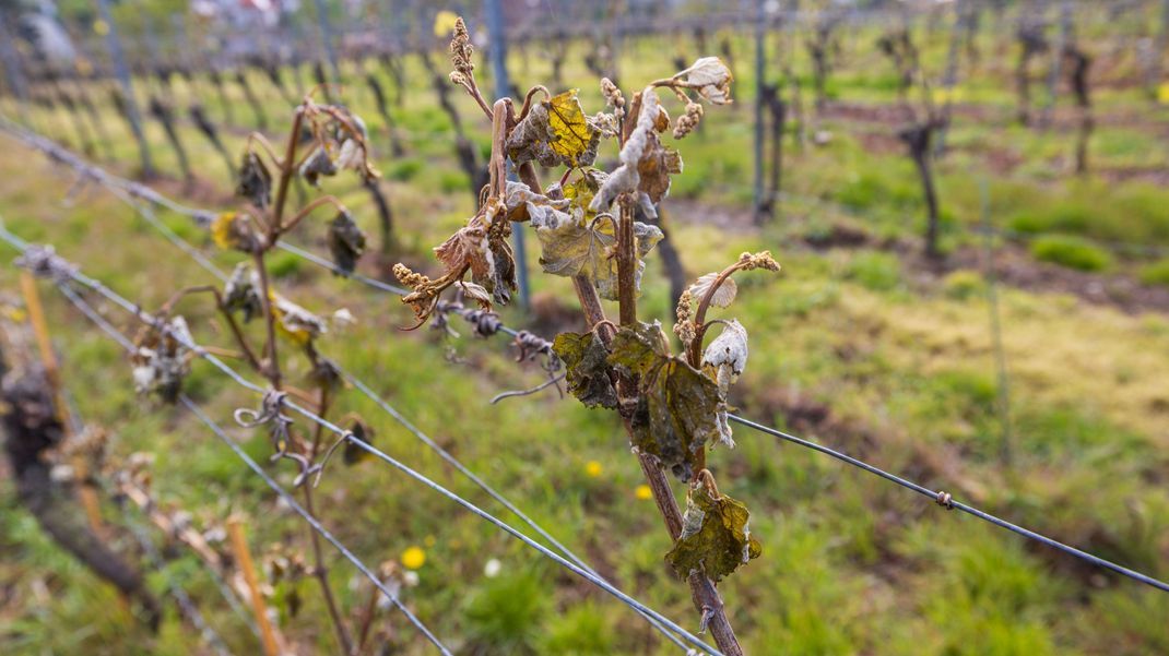 Die Weinbauern in Deutschland haben durch den plötzlichen Kälteeinbruch massiv mit Frostschäden zu kämpfen.