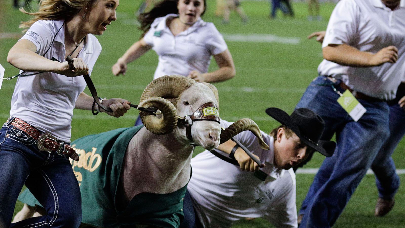 
                <strong>CAM the Ram (Colorado State Rams)</strong><br>
                Eins auf die Hörner gibt es nicht nur für die Gegner der Colorado State University. Auch die Begleiter von CAM the Ram müssen sich in Acht nehmen, wenn der Widder Tempo aufnimmt. Etwa nach jedem Touchdown der Heimmannschaft, wenn CAM die Endzone quert. 1946 war das Geburtsjahr des Maskottchens, als ein neues Gesicht der University in Fort Collins gesucht wurde. Der Name ist das Akronym der damaligen exakten Bezeichnung des Colleges - dieses hieß "Colorado Agricultural and Mechanical College". Seit 2015 amtiert CAM 25.
              