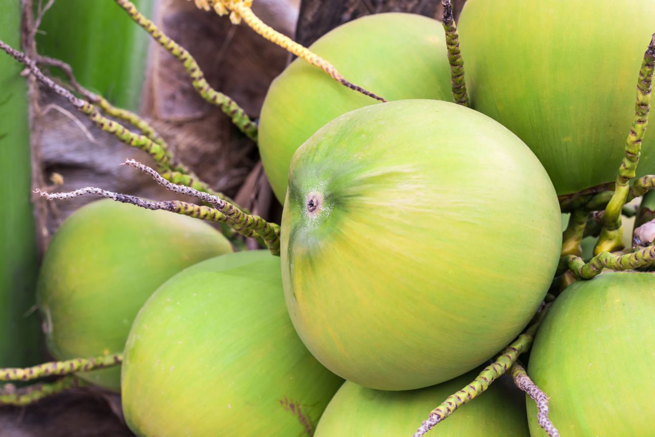 Die braune Kokosnuss, wie wir sie kennen, ist nur der Steinkern. Die ganze Frucht trägt noch einen grünen Mantel darüber.