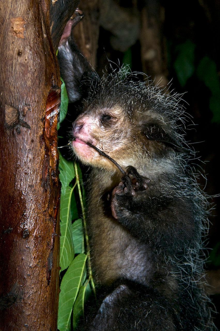 Was aussieht wie ein dünnes Stöckchen, ist der Mittelfinger des Aye-Ayes. Damit puhlt es Insekten tief unter Baumrinden hervor.