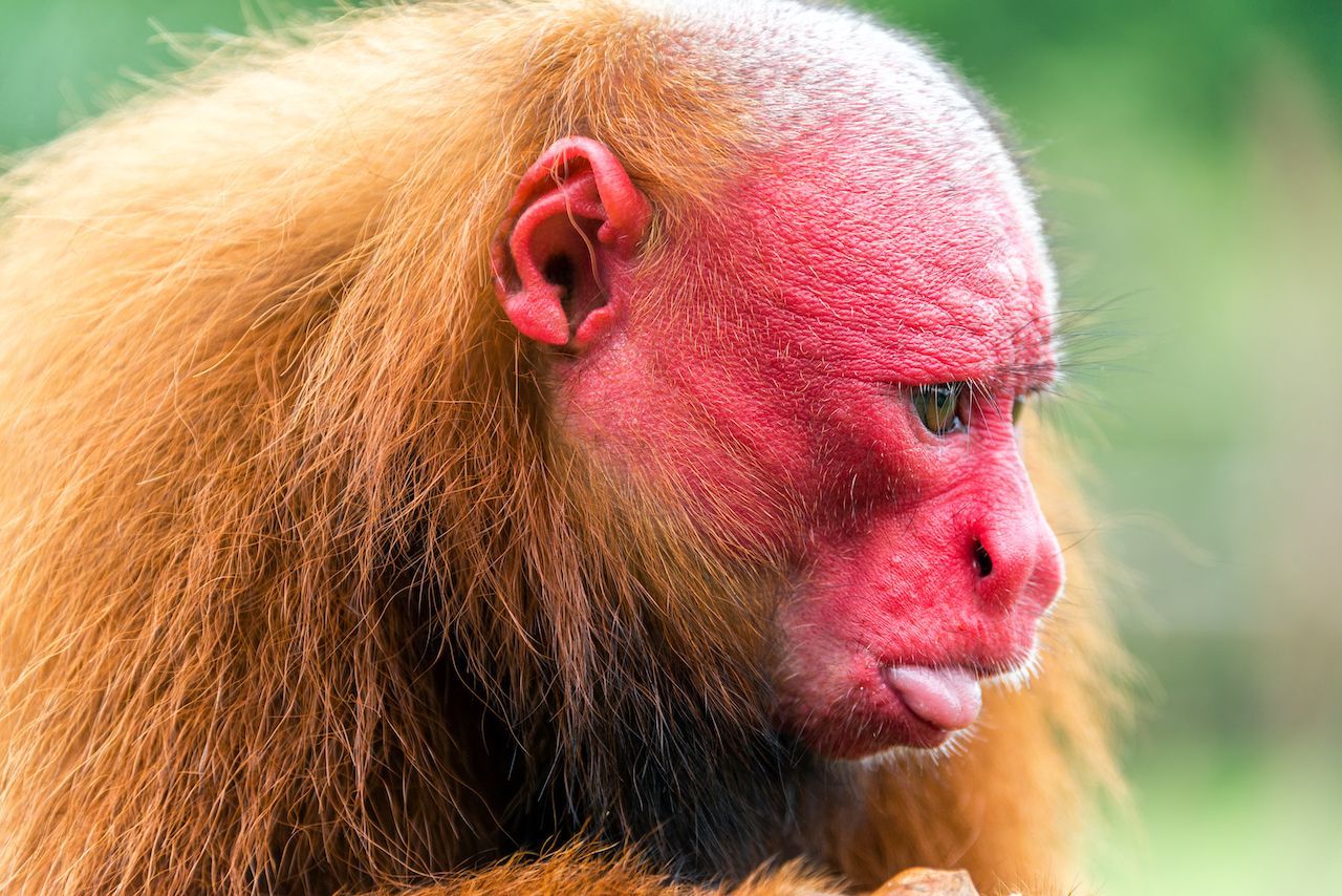 Horrormaske: Das Gesicht der roten Uakaris ist furchterregend, dabei sind die Affen harmlos. Sie leben in einem kleinen Gebiet im Amazonas und werden wegen ihres Fleischs gejagt. 





