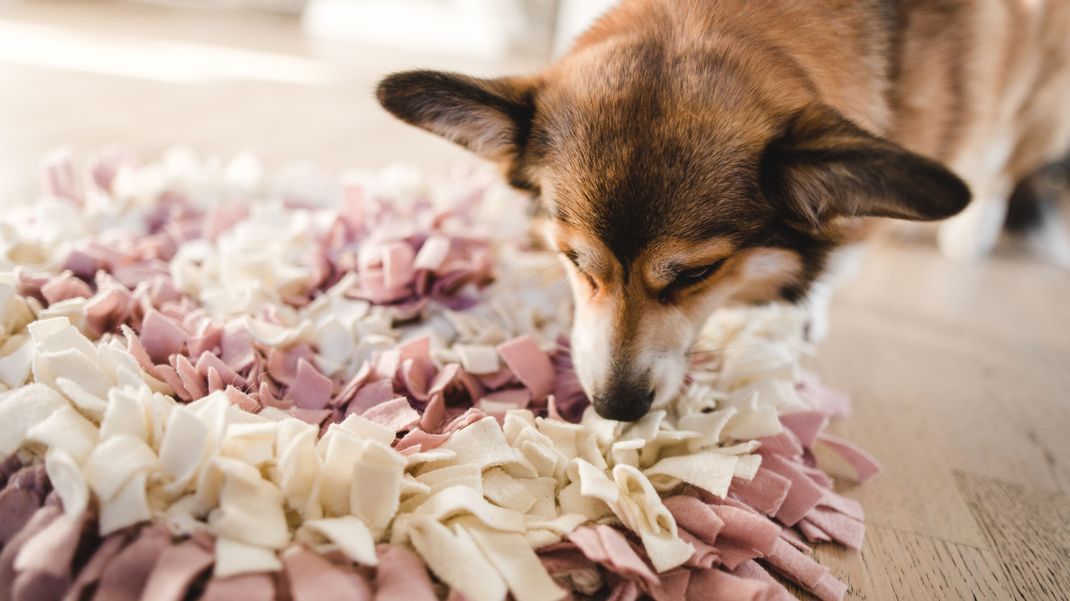 Durch das Durchsuchen der langen Fasern fördern Schnüffelteppiche die natürlichen Fähigkeiten, Instinkte und den Geruchsinn Ihres Hundes.&nbsp;