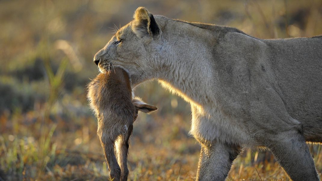 Ein Löwe hat eine junge Antilope erbeutet. 