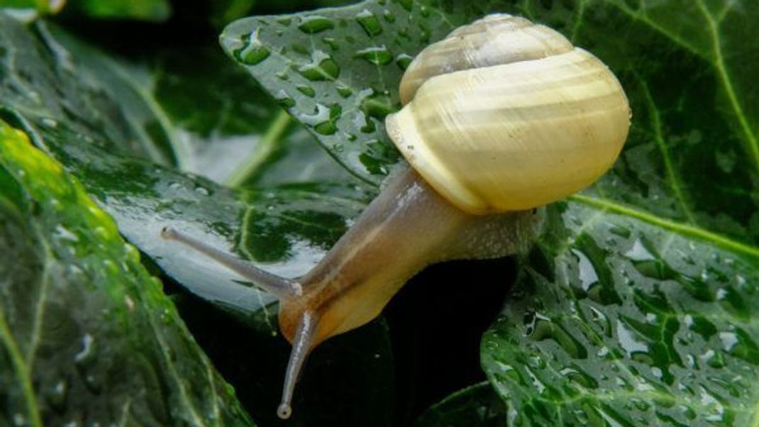 Garten-Bänderschnecke