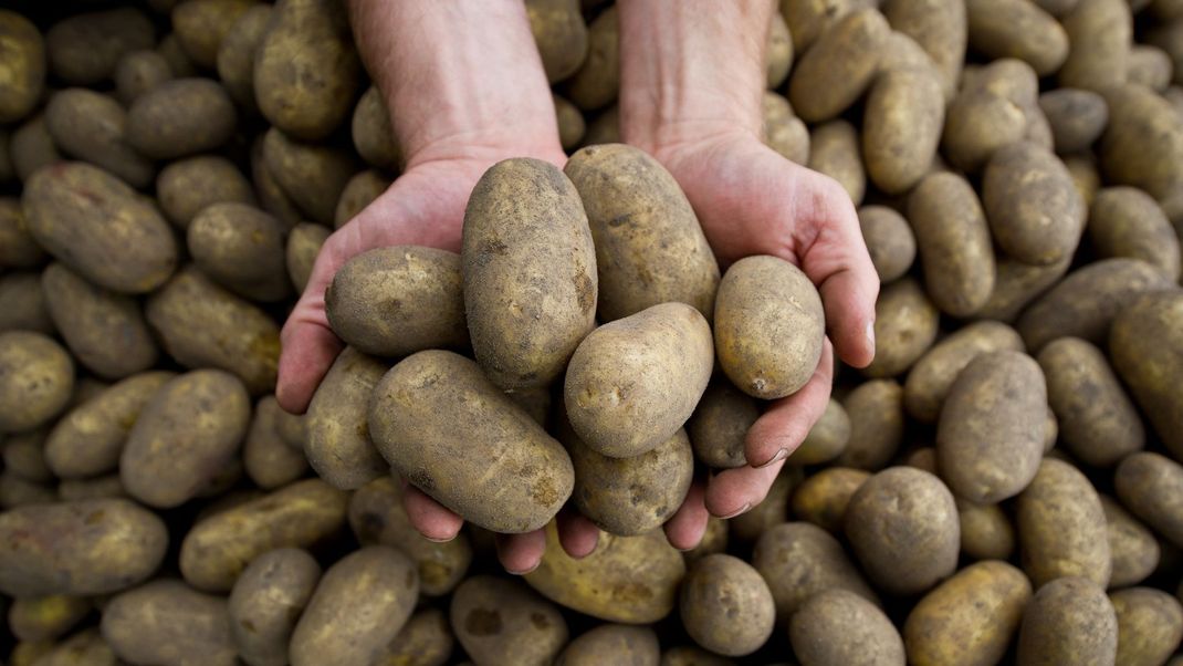Kartoffelernte