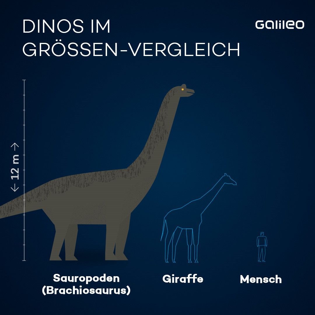 Nicht mal halb so groß wie ein Spatz: Der wohl kleinste Dino der Welt