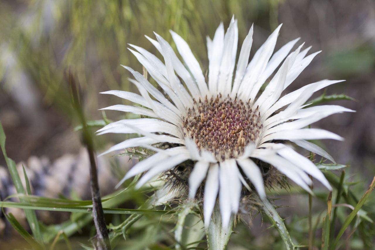 Die Silberdistel ist einer der zuverlässigsten Wetter-Propheten der Pflanzenwelt. Sie wird deshalb auch Wetterdistel genannt. Wird die Luft feuchter und steigt das Regenrisiko, schließt sie ihre Blüten. Tut sie das, obwohl die Sonne scheint, kann das baldige Gewitter ankündigen. Sind ihre Blüten hingegen weit geöffnet, werden die kommenden Stunden sonnig und trocken.