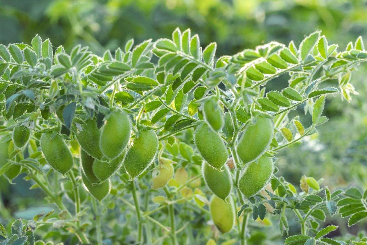 Das sind Kichererbsen? Ja - so sehen sie aus, bevor sie auf unseren Tellern landen. Was wir essen, sind die Samen. Sie stecken in den grünen Kapseln.