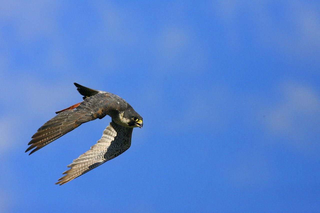 Platz 1 der schnellsten Tiere belegt der Wanderfalke. Im Sturzflug erreicht er Geschwindigkeiten von bis zu 340 km/h! Zum Vergleich: Menschen laufen im Durchschnitt 10 bis 13 km/h, der schnellste Läufer erreichte knapp 45 km/h.