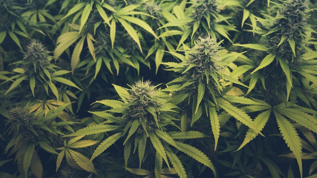 Hanfplanzen: Aus ihnen wird unter anderem auch Cannabis gewonnen