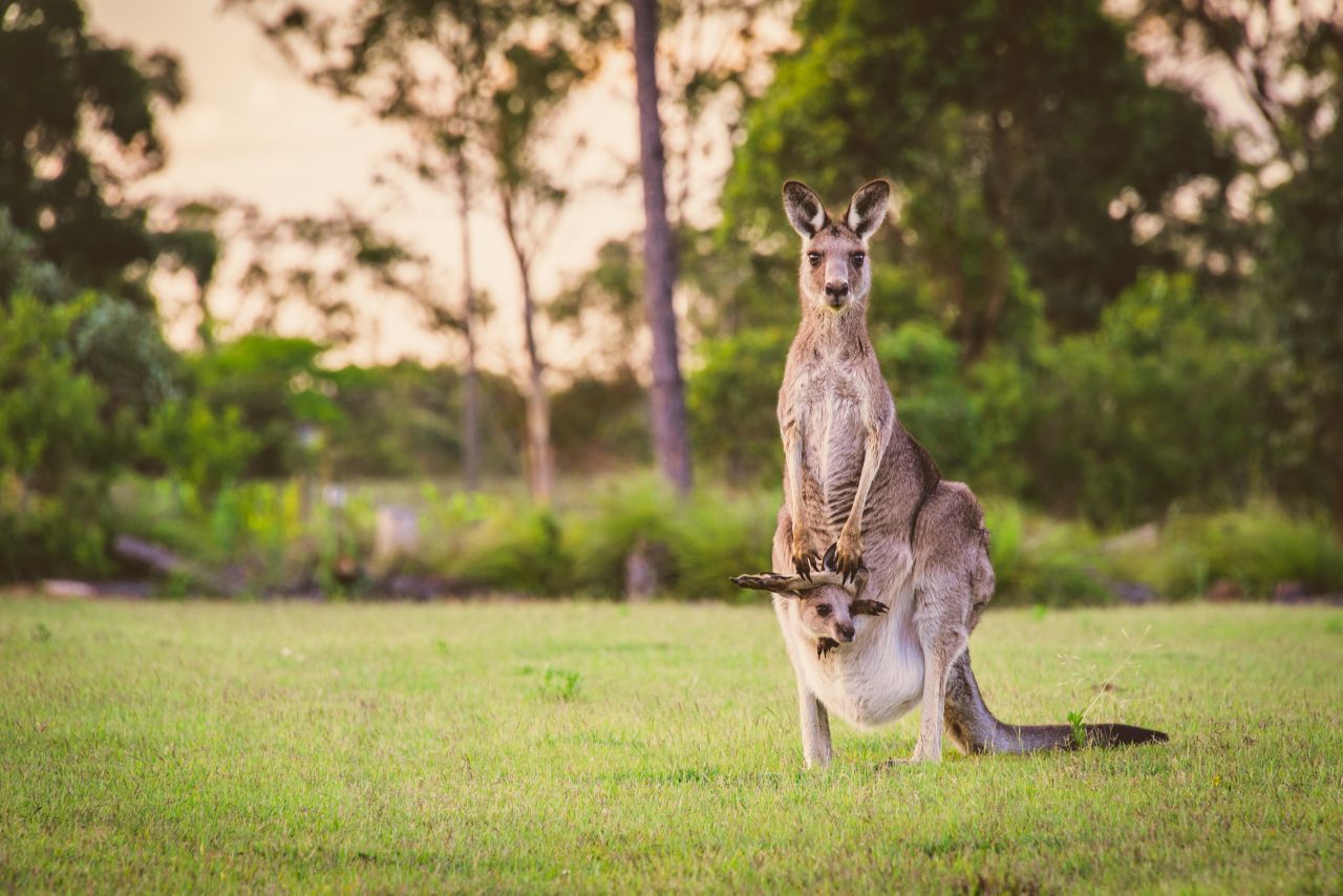 Kängurus sind der Inbegriff von Australien. Viele Arten dürften wir allerdings nie mehr zu Gesicht bekommen.