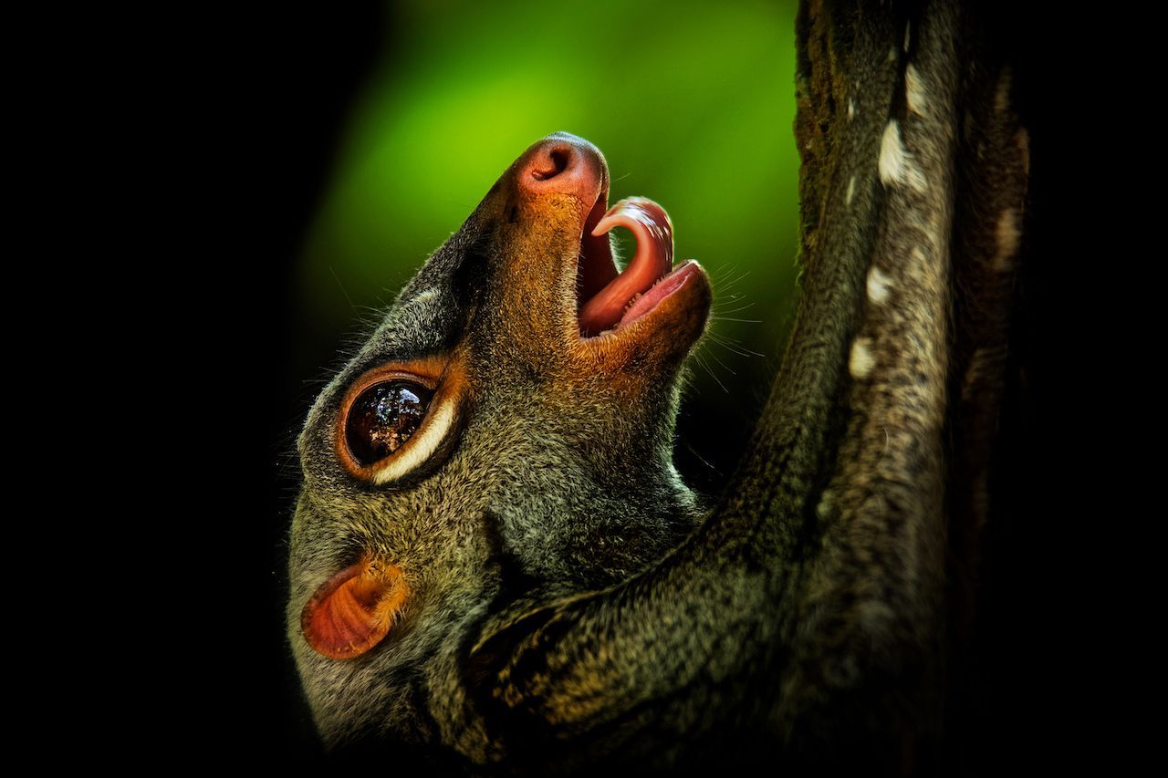 Die kräftige Zunge und 34 spitze Zähnchen - Menschen haben in der Regel 32 -  helfen dem Colugo seine Nahrung, die aus Blättern, Früchten und Knospen besteht, zu zerkleinern. 