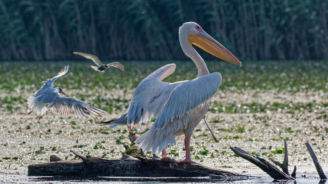 Das Donau-Delta ist die Heimat vieler Vogelarten, darunter auch die der Pelikane.