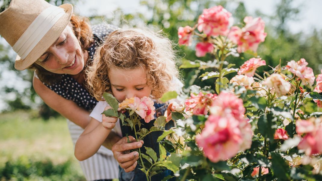 Alle Infos zur Rose als Geburtsblume verraten wir dir hier.