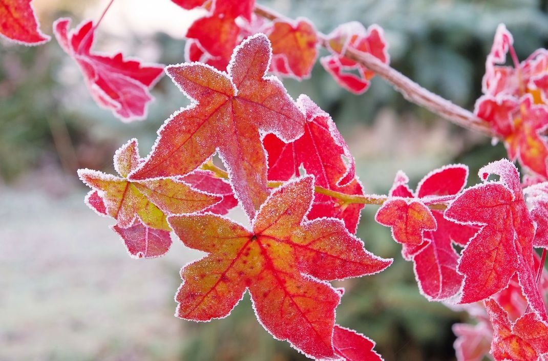 Ausgewachsene Bäume vertragen Frost, junge Pflanzen sollten hingegen geschützt werden.