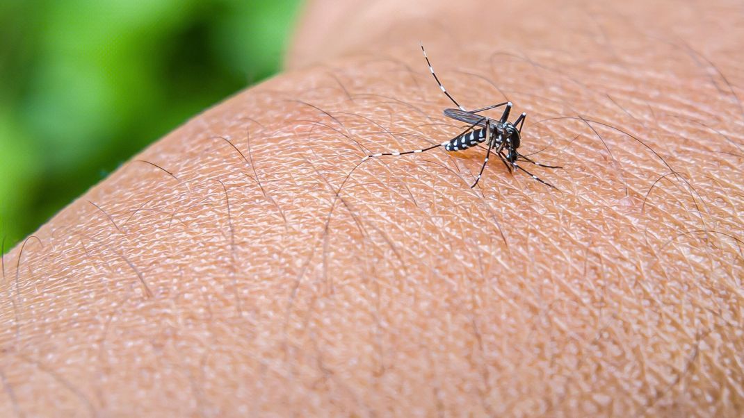 Die Gelbfiebermücke, Denguemücke oder Ägyptische Tigermücke überträgt verschiedene Krankheiten, darunter auch das Denguefieber.