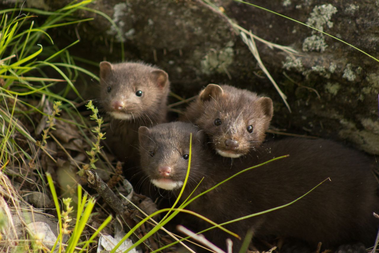 Eine Mink-Mutter mit ihren zwei Babys.