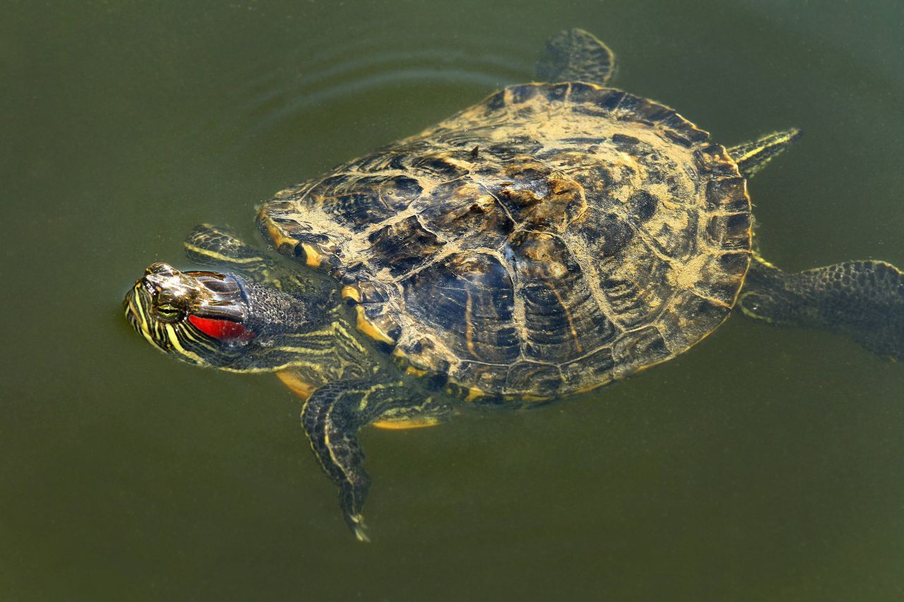 Genau wie die Rotwangen-Schmuckschildkröte, die ebenfalls in den USA heimisch ist.