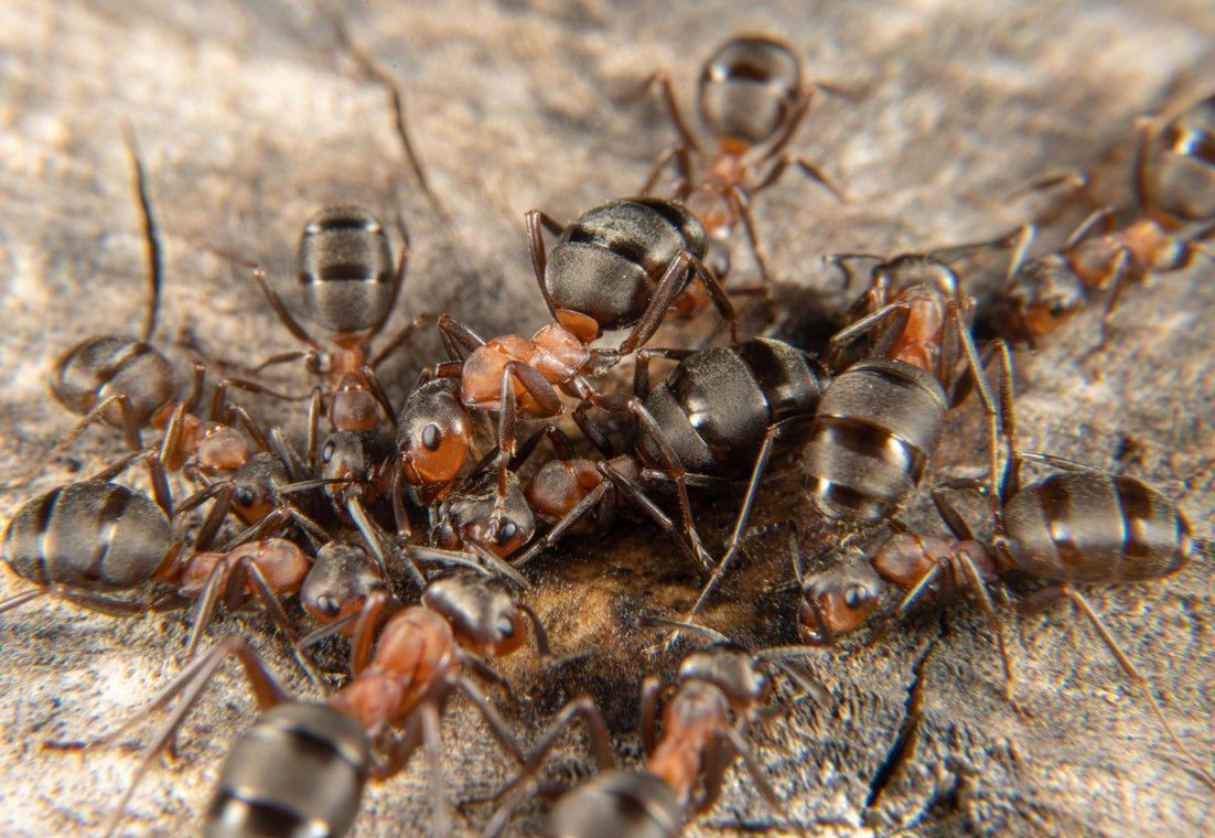 Ameisen sind wichtig für das Ökosystem, doch im Haus oder in der Wohnung will sie dennoch niemand haben. Mit diesen Hausmitteln können Sie die Ameisen aus ihrem Zuhause vertreiben.
