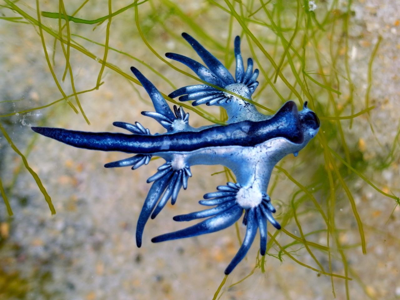 Die Blaue Ozeanschnecke, auch Blauer Drachen genannt, wird nur maximal fünf Zentimeter lang, ist aber nicht zu unterschätzen. Ihre Stacheln bewaffnen sie mit Gift gegen Fressfeinde.