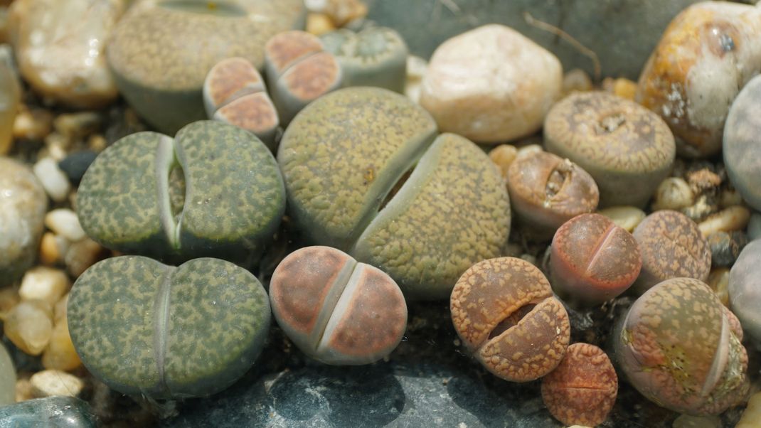 Versteinert! Pflanzen der Gattung Lithops haben sich ihrer toten Umgebung perfekt angepasst und heißen auch lebende Steine. 