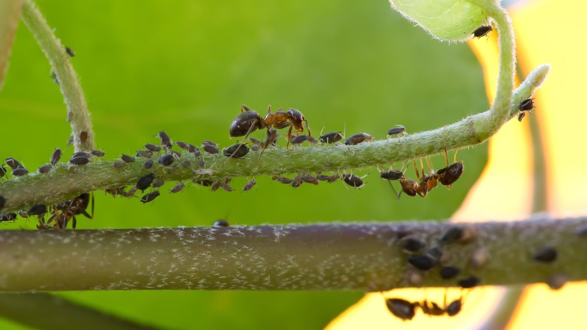 Ameise, Blattlaus auf einer Pflanze 456845359