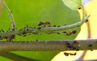 Ameise, Blattlaus auf einer Pflanze 456845359