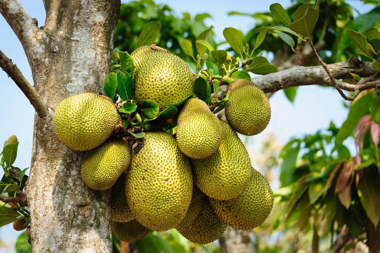 Die Jackfrucht wird auch Jackbaumfrucht oder Jakobsfrucht genannt und trendet derzeit als Fleisch-Ersatz.