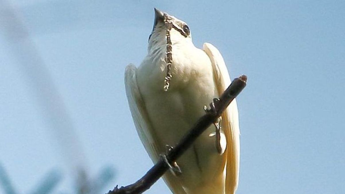 Procnias-albus-White-bellbird-male