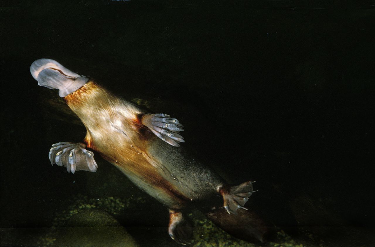 Trotz ihrer Schwimmflossen können sich Schnabeltiere im Notfall zügig an Land fortbewegen.