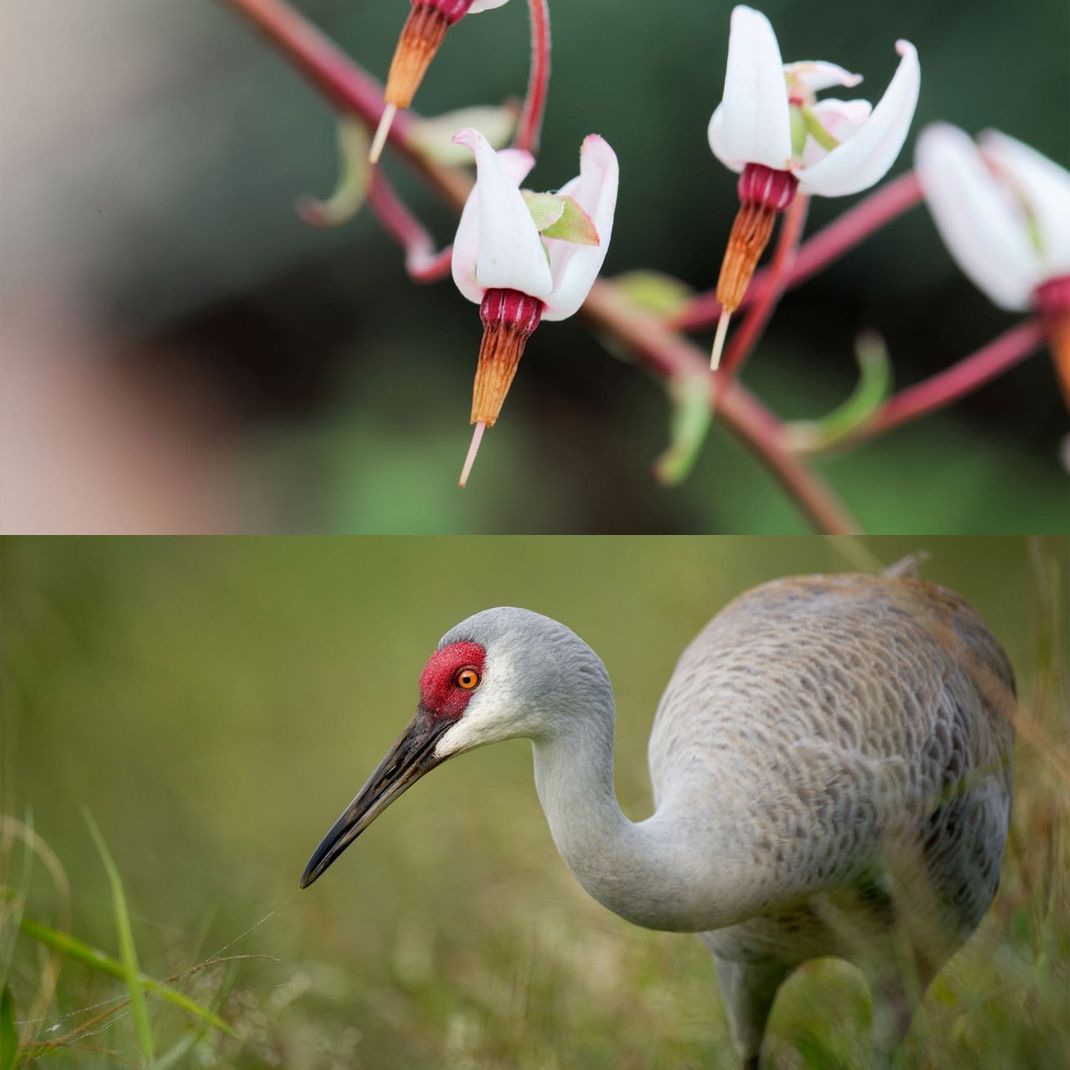 Der Name "Cranberry" leitet sich von Kranich (Englisch: Crane) ab, weil ihre Blüte an den Kopf des Vogels erinnert.
