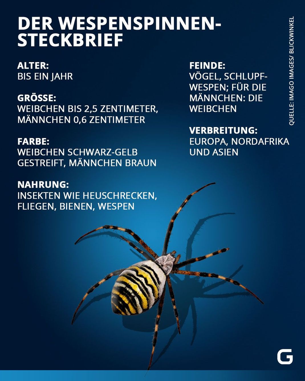 Die Wespenspinne im Steckbrief.