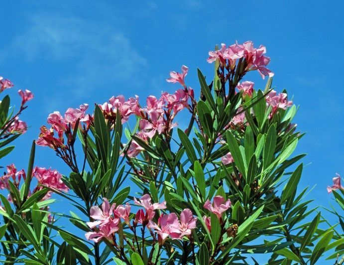 Oleander blüht nicht? Hausmittel einsetzen