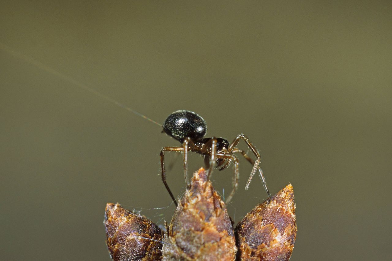 Die Schwarze Glücksspinne hat keine Flügel, aber fliegt trotzdem. Um abzuheben, erklimmt die nur 1,8 bis 2,8 Millimeter messende Krabblerin einen erhöhten Standort, reckt ihren Hinterleib nach oben und lässt einen Flug-Faden austreten. Sobald der vom Wind erfasst wird, geht das "Luftschiffen" (englisch "ballooning") los. Bei günstigen Verhältnissen kommen die Tierchen auf diese Weise nicht selten mehrere hundert Kilometern we