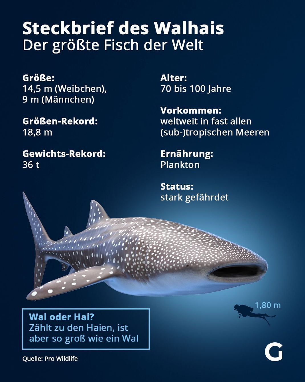 Fakten zum Walhai
